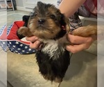 Small #5 Yorkshire Terrier
