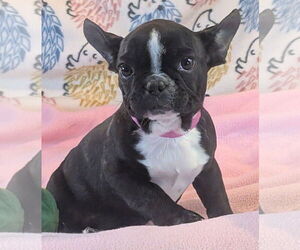 French Bulldog Dogs for adoption in Bon Carbo, CO, USA