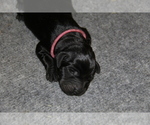 Puppy Jasmine Labrador Retriever