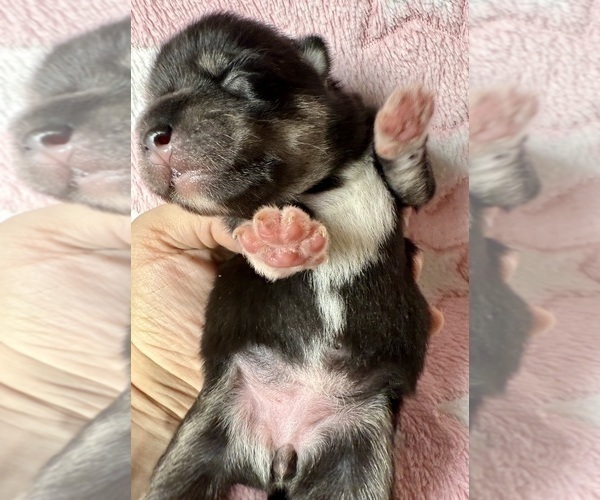 Medium Photo #4 Pomsky-Shiba Inu Mix Puppy For Sale in NASHUA, NH, USA
