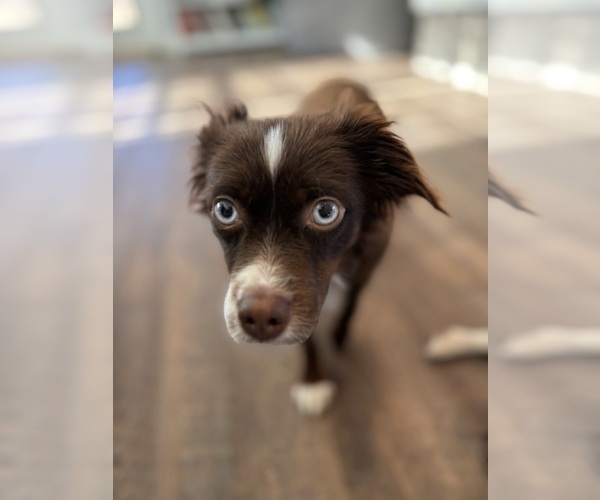 Medium Photo #1 Miniature Australian Shepherd Puppy For Sale in EASTANOLLEE, GA, USA