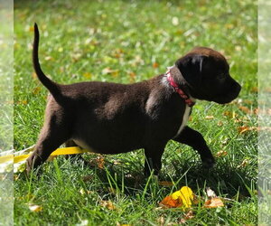 Mutt Dogs for adoption in Clarkston, MI, USA