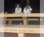 Small #2 Border Collie