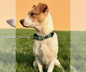 Cheagle Dogs for adoption in Brooklyn Center, MN, USA