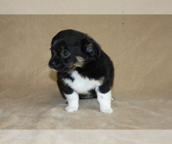 Medium Photo #4 Chihuahua Puppy For Sale in HUDSONVILLE, MI, USA