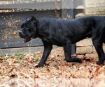 Small Photo #1 Cane Corso Puppy For Sale in BEAVERDAM, VA, USA