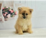 Puppy 8 Pomeranian