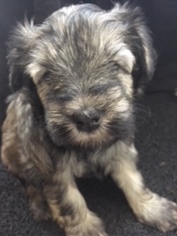 Schnauzer (Miniature) Puppy for sale in FRISCO, TX, USA