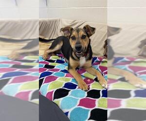 German Shepherd Dog-Unknown Mix Dogs for adoption in Fort Wayne, IN, USA