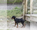 Small Photo #2 Doberman Pinscher Puppy For Sale in SUPPLY, NC, USA