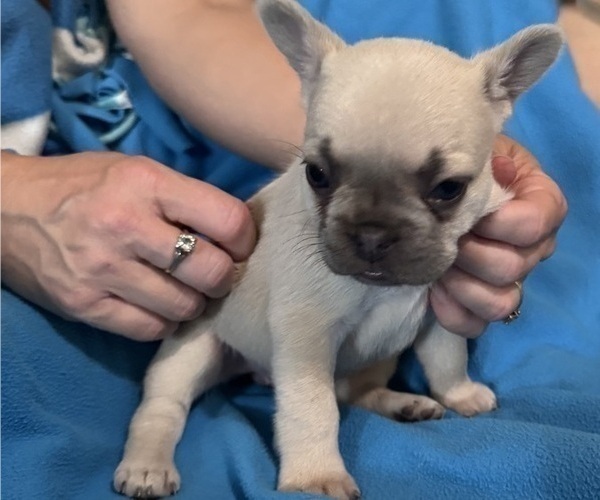 Medium Photo #5 French Bulldog Puppy For Sale in DEER TRAIL, CO, USA