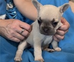 Small Photo #5 French Bulldog Puppy For Sale in DEER TRAIL, CO, USA