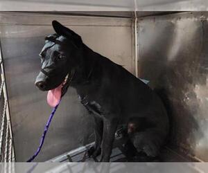 German Shepherd Dog Dogs for adoption in Camarillo, CA, USA