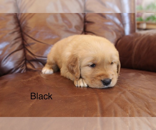 Medium Photo #3 Golden Retriever Puppy For Sale in GREENEVILLE, TN, USA