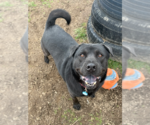 Small #20 Labrador Retriever Mix