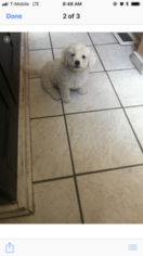 Shih Apso Puppy for sale in INDIANAPOLIS, IN, USA