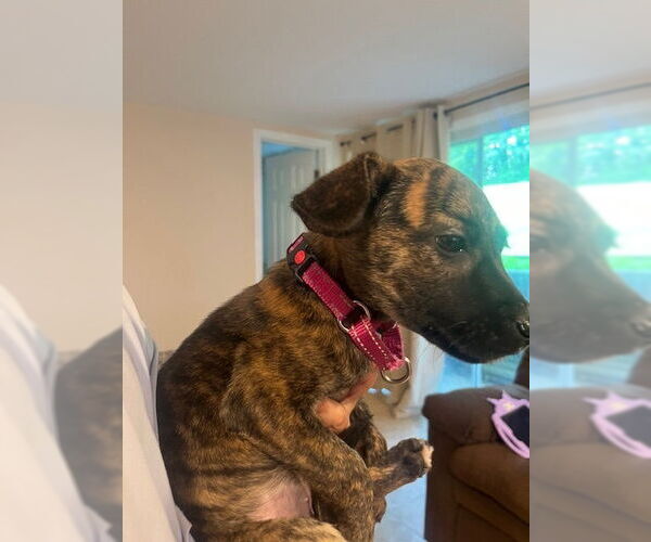 Medium Photo #8 Mutt Puppy For Sale in Brewster, NY, USA