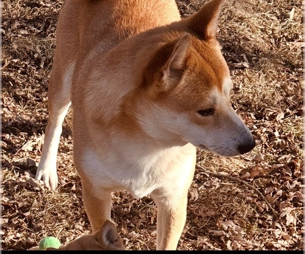 Medium Photo #1 Shiba Inu Puppy For Sale in COHUTTA, GA, USA