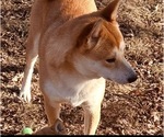 Small Photo #1 Shiba Inu Puppy For Sale in COHUTTA, GA, USA