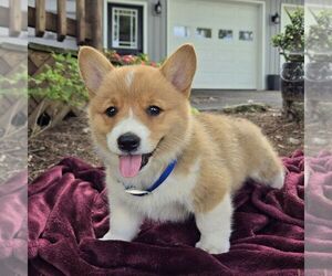 Pembroke Welsh Corgi Puppy for sale in LANDISBURG, PA, USA