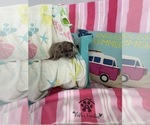 Small #10 French Bulldog
