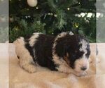 Small #5 Bernedoodle (Miniature)