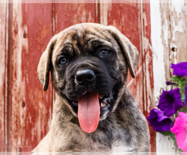 Medium Photo #15 Mastiff Puppy For Sale in WAKARUSA, IN, USA