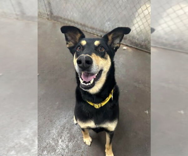 Medium Photo #5 Mutt Puppy For Sale in Evansville, IN, USA