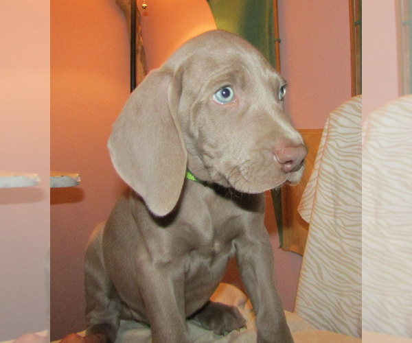 Medium Photo #35 Weimaraner Puppy For Sale in LAS ANIMAS, CO, USA