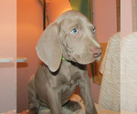 Small #3 Weimaraner