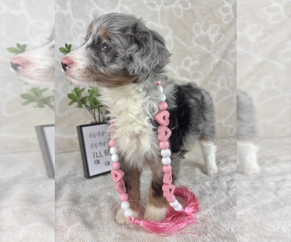 Medium Photo #3 Bernedoodle (Miniature) Puppy For Sale in INDIANAPOLIS, IN, USA