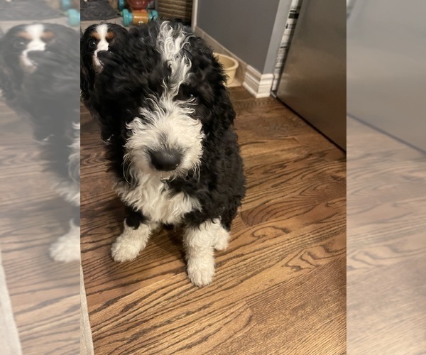 Medium Photo #1 Aussiedoodle Puppy For Sale in COMMERCE, MI, USA