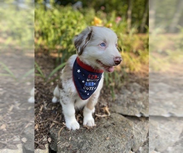 Medium Photo #2 Australian Shepherd Puppy For Sale in SADIEVILLE, KY, USA