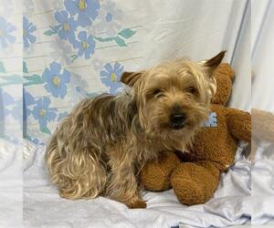 Mutt Dogs for adoption in Modesto, CA, USA