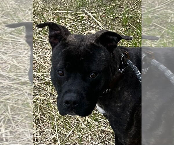 Medium Photo #1 Mutt Puppy For Sale in Tarboro, NC, USA