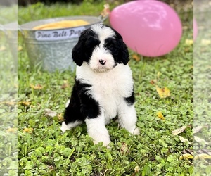 Poodle (Miniature)-Sheepadoodle Mix Puppy for sale in PICAYUNE, MS, USA
