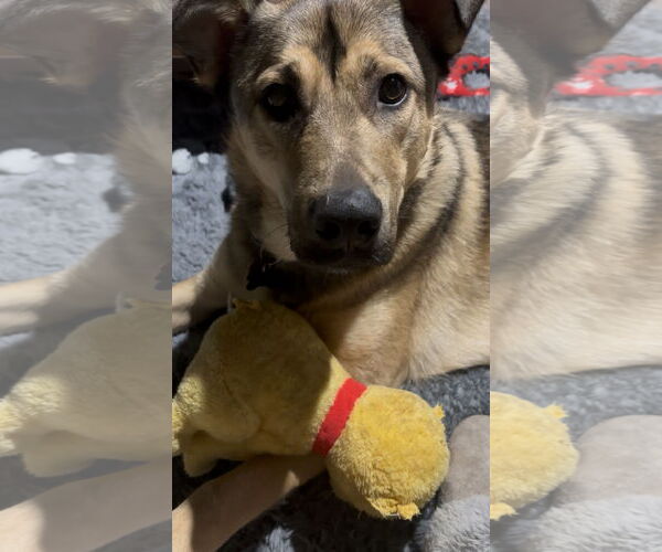 Medium Photo #8 German Shepherd Dog-Unknown Mix Puppy For Sale in Grafton, WI, USA