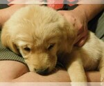 Small Photo #17 Golden Retriever Puppy For Sale in IDAHO SPRINGS, CO, USA