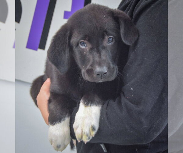 Medium Photo #4 Pyrenees Border Collie Puppy For Sale in Huntley, IL, USA