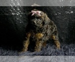 Small #6 Poodle (Toy)