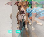 Small #1 Bullboxer Pit