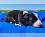 Small Photo #9 Border Collie Puppy For Sale in NORBORNE, MO, USA