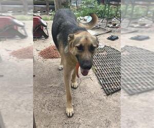 German Shepherd Dog Dogs for adoption in San Antonio, TX, USA