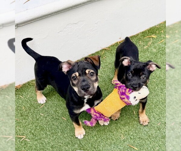 Medium Photo #6 German Shepherd Dog-Unknown Mix Puppy For Sale in San Juan Capistrano, CA, USA