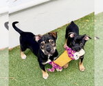 Small #5 German Shepherd Dog Mix