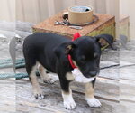 Small #2 Chiweenie