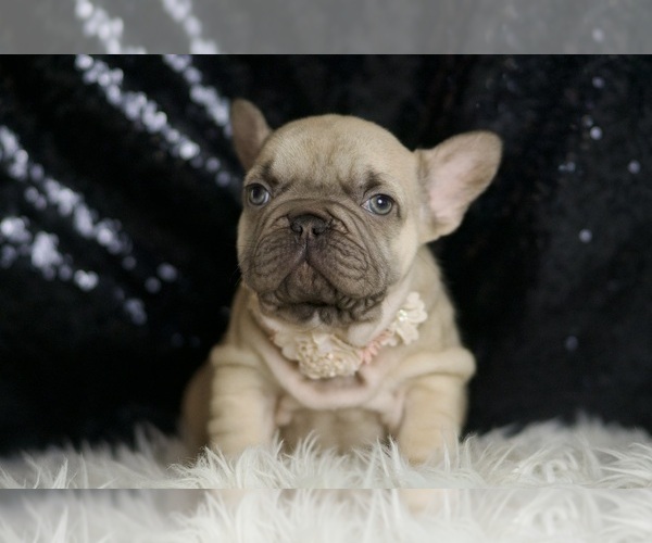 Medium Photo #5 French Bulldog Puppy For Sale in WARSAW, IN, USA