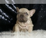 Small #4 French Bulldog