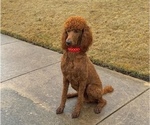 Small Photo #1 Poodle (Standard) Puppy For Sale in ABILENE, TX, USA