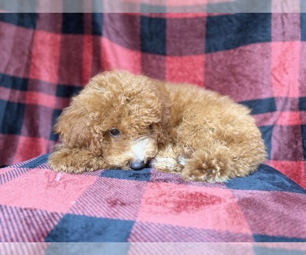 Medium Photo #9 Cock-A-Poo Puppy For Sale in LAKELAND, FL, USA
